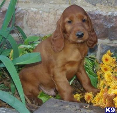 Irish Setter Puppies for Sale