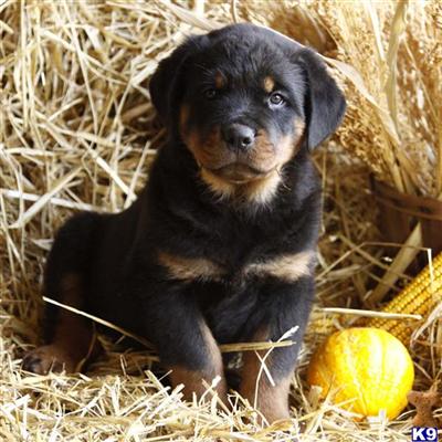 Rottweiler Puppies for Sale