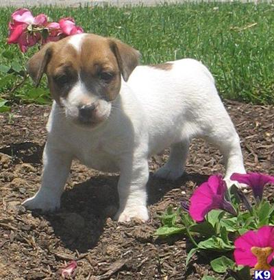 Jack Russell Terrier Puppies for Sale