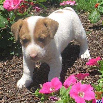 Jack Russell Terrier Puppies for Sale