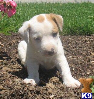 Jack Russell Terrier Puppies for Sale