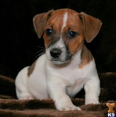 Jack Russell Terrier Puppies for Sale