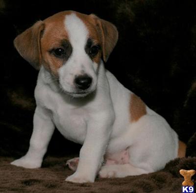 Jack Russell Terrier Puppies for Sale