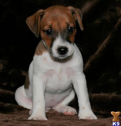 Jack Russell Terrier Puppies for Sale