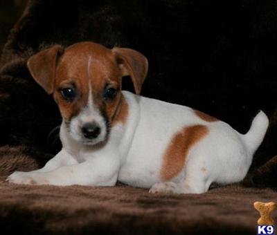 Jack Russell Terrier Puppies for Sale