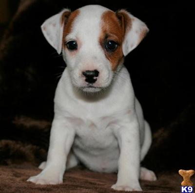 Jack Russell Terrier Puppies for Sale