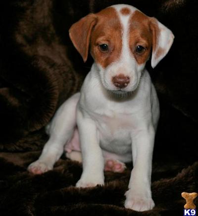 Jack Russell Terrier Puppies for Sale