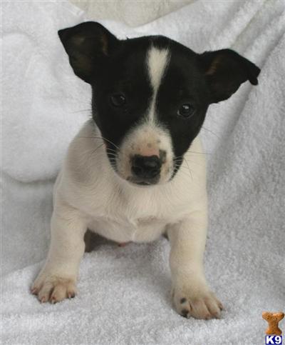 Jack Russell Terrier Puppies for Sale