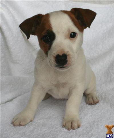 Jack Russell Terrier Puppies for Sale