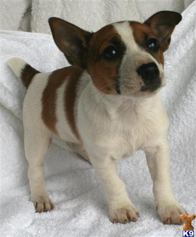 Jack Russell Terrier Puppies for Sale
