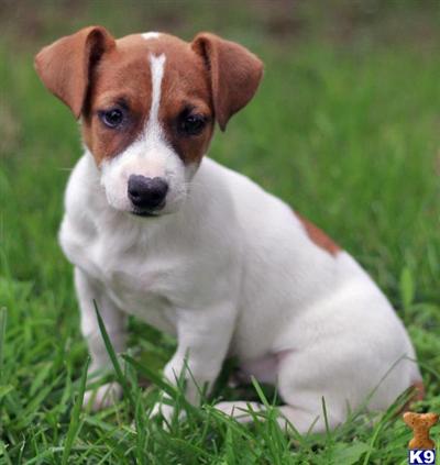 Jack Russell Terrier Puppies for Sale