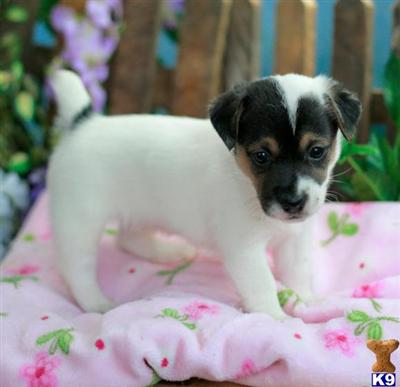 Jack Russell Terrier Puppies for Sale
