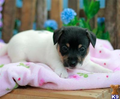 Jack Russell Terrier Puppies for Sale