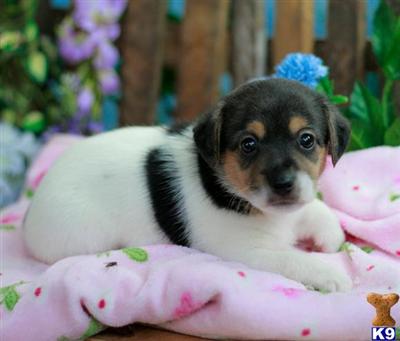 Jack Russell Terrier Puppies for Sale