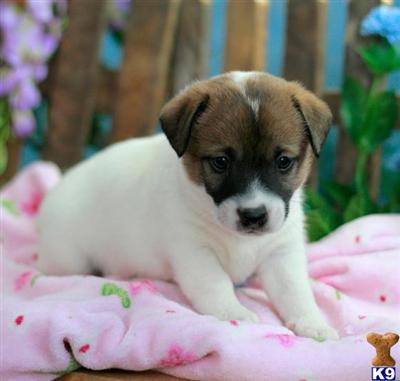 Jack Russell Terrier Puppies for Sale