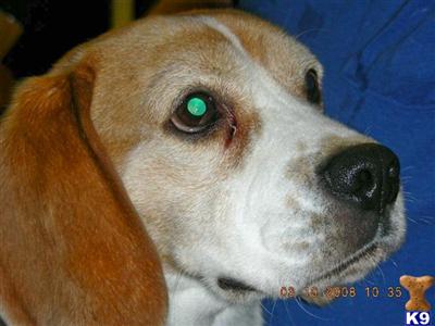Stud Dogs - Beagle