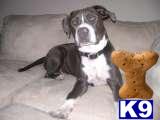 American Pit Bull Puppies in TX