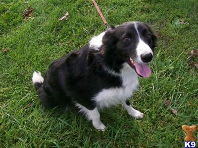 Border Collie Puppies for Sale