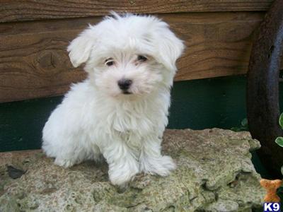 Maltese Puppies for Sale