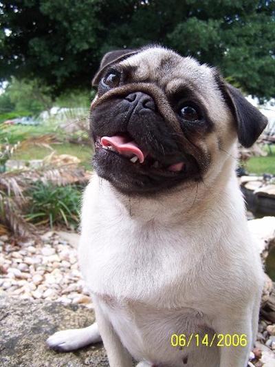 Pug Puppies for Sale