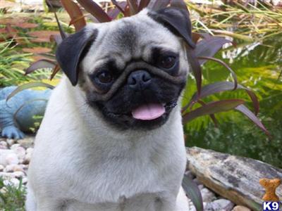 Pug Puppies for Sale