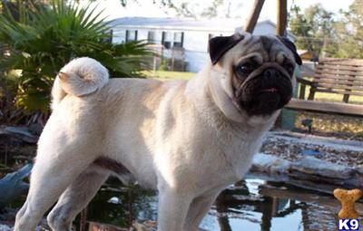 Stud Dogs in FL