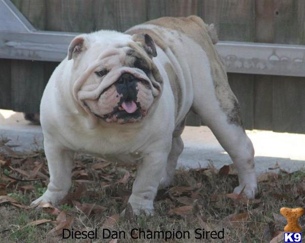 English Bulldog Stud