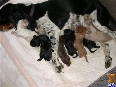 Cocker Spaniel Puppies for Sale