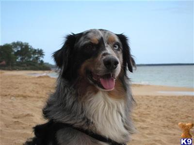 Stud Dogs - Australian Shepherd