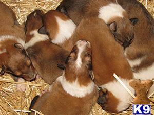 Collie Puppies for Sale