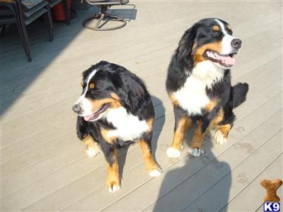Bernese Mountain Dog Puppies for Sale