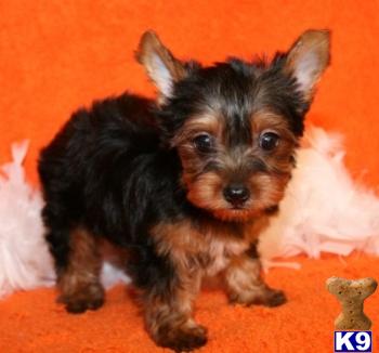 Puppies in IL