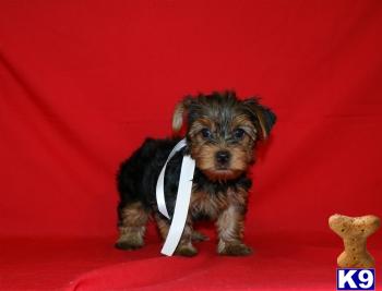 Puppies in IL