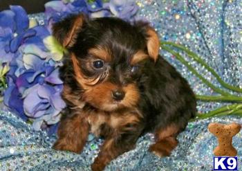Puppies in IL