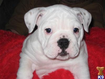 Bulldog Puppies for Sale