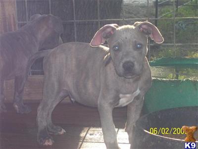 American Pit Bull Puppies in TX