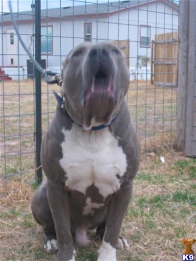American Pit Bull Puppies in TX