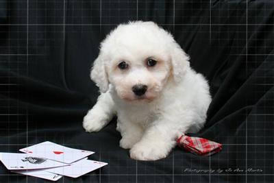 Bichon Frise Puppies for Sale