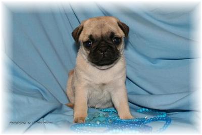 Pug Puppies for Sale