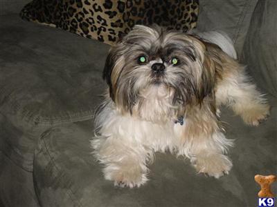 Stud Dogs - Shih Tzu