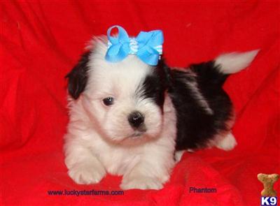Puppies in MS