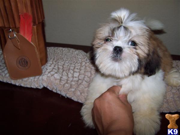 Shih+tzu+puppies+for+sale+in+sacramento+ca