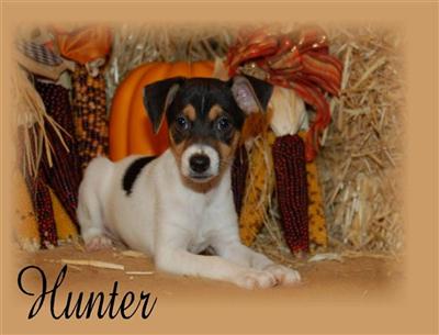 Toy Fox Terrier Puppies for Sale