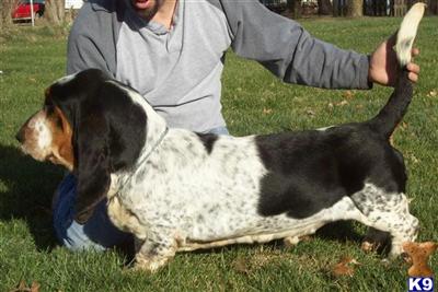 Stud Dogs - Basset Hound