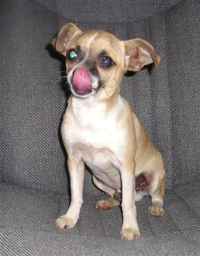 Dogs - Chihuahua