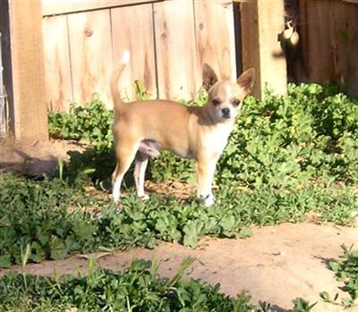 Dogs - Chihuahua