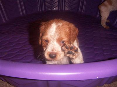 French Brittany Puppies for Sale