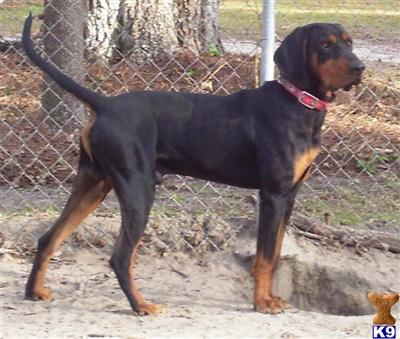 Stud Dogs in GA
