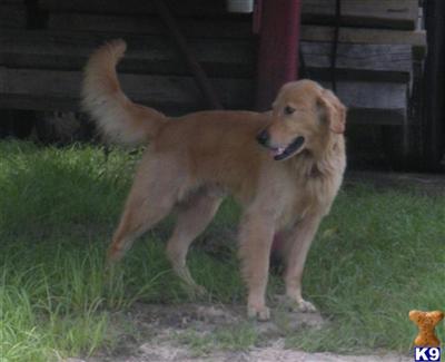 Stud Dogs in GA