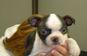 Puppies in UT